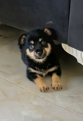 Superman, Rottweiler Welpen - Rüde