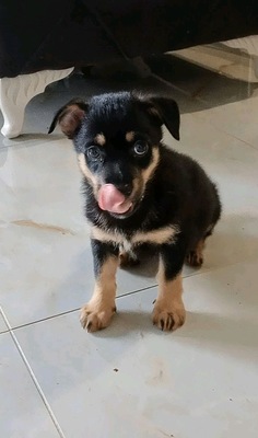 Superman, Rottweiler Welpen - Rüde