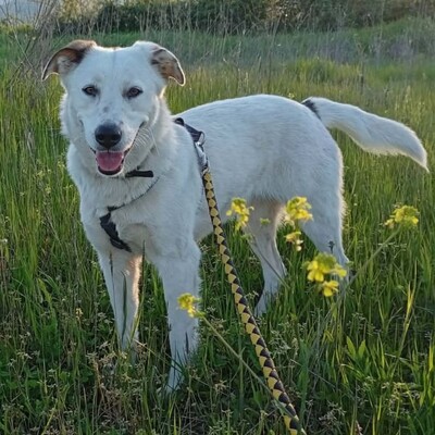 Suri - bildschön & sehr intelligent 🙂‍↕️