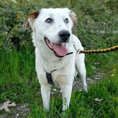 Suri - bildschön & sehr intelligent 🙂‍↕️, Mischling - Hündin