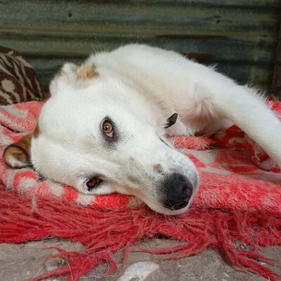 Suri - bildschön & sehr intelligent 🙂‍↕️, Mischling - Hündin