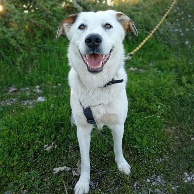 Suri - bildschön & sehr intelligent 🙂‍↕️, Mischling - Hündin