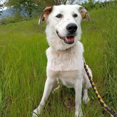 Suri - bildschön & sehr intelligent 🙂‍↕️, Mischling - Hündin