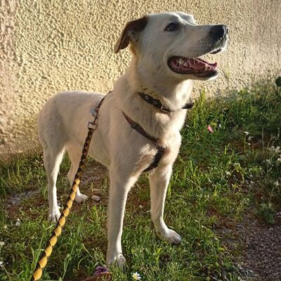 Suri - bildschön & sehr intelligent 🙂‍↕️, Mischling - Hündin