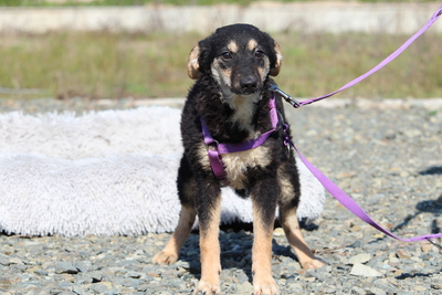 Surina, Mischling - Hündin