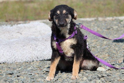 Surina, Mischling - Hündin