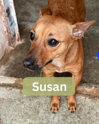 Susan