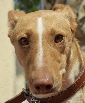 Susan, Podenco Andaluz - Hündin