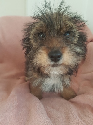 Sushi und Peperoni Welpen, Yorkshire/ Zwergdackel Welpen - Rüde