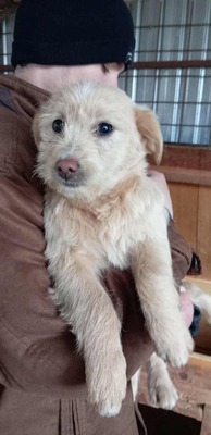 Susi mit dem rosa Näschen leidet sehr im Shelter