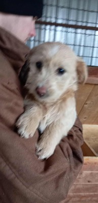 Susi mit dem rosa Näschen leidet sehr im Shelter, Mischling - Hündin