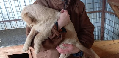 Susi mit dem rosa Näschen leidet sehr im Shelter, Mischling - Hündin