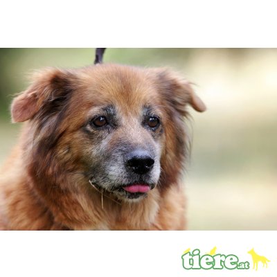 Susie, Mischlingshündin - Hündin