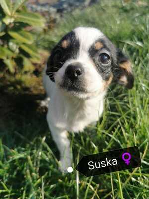 Suska freundliche Hündin sucht ihre Familie, Chihuahua-Dackel-Mix Welpen - Hündin