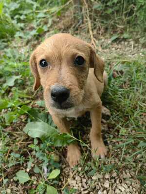 Suszter sucht eigenes Körbchen, Mischling Welpen - Rüde