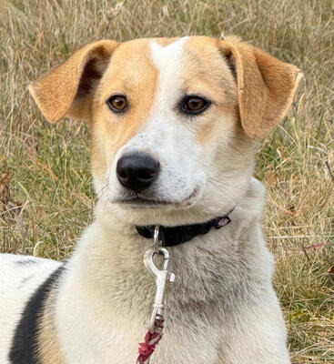 Suzana wartet auf IHRE Menschen, Mischling - Hündin