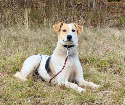 Suzana wartet auf IHRE Menschen, Mischling - Hündin