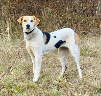 Suzana wartet auf IHRE Menschen, Mischling - Hündin