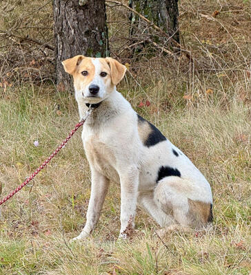 Suzana wartet auf IHRE Menschen, Mischling - Hündin