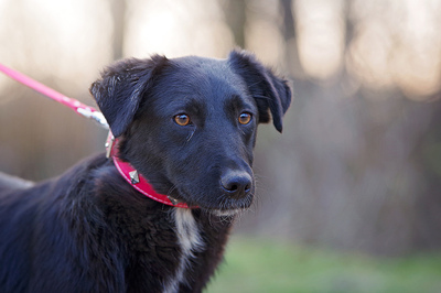 Suzie, Schäfer Labrador ? Mischling Welpen - Hündin