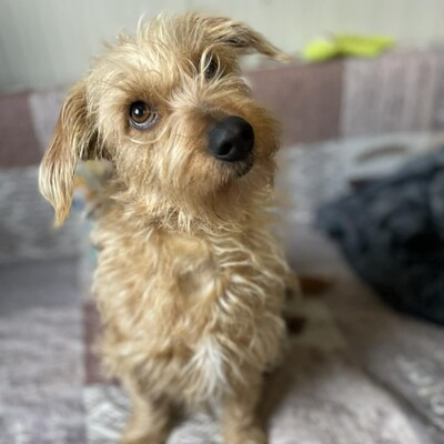 💥Suzie süße Wuschelhündin ist sehr anhänglich und mag es nicht, von ihren Menschen getrennt zu sein💥, Mischling - Hündin