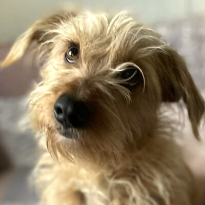 💥Suzie süße Wuschelhündin ist sehr anhänglich und mag es nicht, von ihren Menschen getrennt zu sein💥, Mischling - Hündin