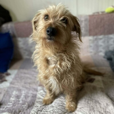 💥Suzie süße Wuschelhündin ist sehr anhänglich und mag es nicht, von ihren Menschen getrennt zu sein💥, Mischling - Hündin