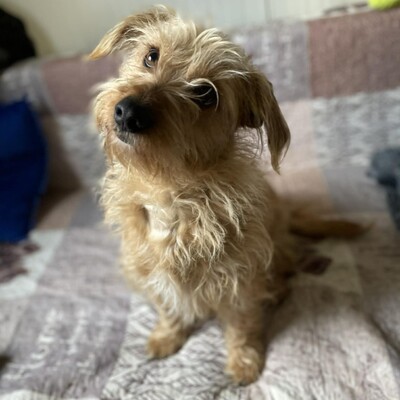 💥Suzie süße Wuschelhündin ist sehr anhänglich und mag es nicht, von ihren Menschen getrennt zu sein💥, Mischling - Hündin