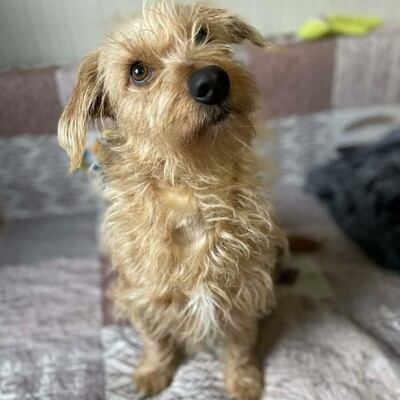 💥Suzie süße Wuschelhündin ist sehr anhänglich und mag es nicht, von ihren Menschen getrennt zu sein💥, Mischling - Hündin