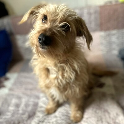 💥Suzie süße Wuschelhündin ist sehr anhänglich und mag es nicht, von ihren Menschen getrennt zu sein💥