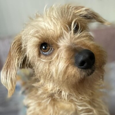 💥Suzie süße Wuschelhündin ist sehr anhänglich und mag es nicht, von ihren Menschen getrennt zu sein💥, Mischlingshündin - Hündin