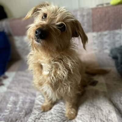 💥Suzie süße Wuschelhündin ist sehr anhänglich und mag es nicht, von ihren Menschen getrennt zu sein💥, Mischlingshündin - Hündin