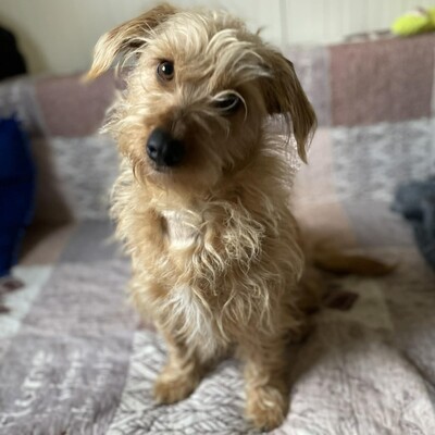 💥Suzie süße Wuschelhündin ist sehr anhänglich und mag es nicht, von ihren Menschen getrennt zu sein💥, Mischlingshündin - Hündin