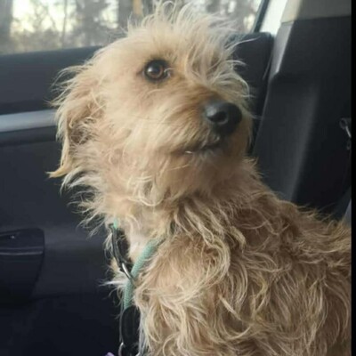 💥Suzie süße Wuschelhündin ist sehr anhänglich und mag es nicht, von ihren Menschen getrennt zu sein💥, Mischlingshündin - Hündin