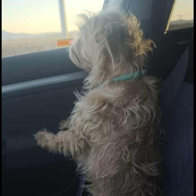 💥Suzie süße Wuschelhündin ist sehr anhänglich und mag es nicht, von ihren Menschen getrennt zu sein💥, Mischlingshündin - Hündin