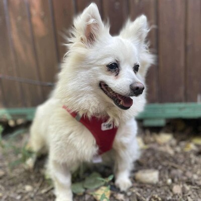 🥰Suzy Pomeranian wünscht sich sehr ein schönes geduldiges Zuhause bei lieben Menschen ❤️, Pomeranian - Hündin