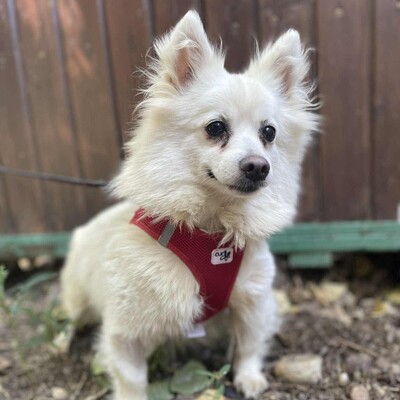 🥰Suzy Pomeranian wünscht sich sehr ein schönes geduldiges Zuhause bei lieben Menschen ❤️, Pomeranian - Hündin