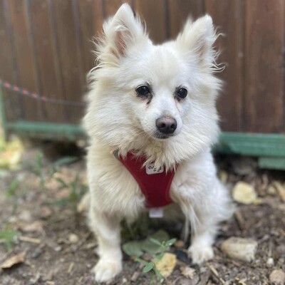 🥰Suzy Pomeranian wünscht sich sehr ein schönes geduldiges Zuhause bei lieben Menschen ❤️, Pomeranian - Hündin