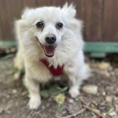 🥰Suzy Pomeranian wünscht sich sehr ein schönes geduldiges Zuhause bei lieben Menschen ❤️, Pomeranian - Hündin