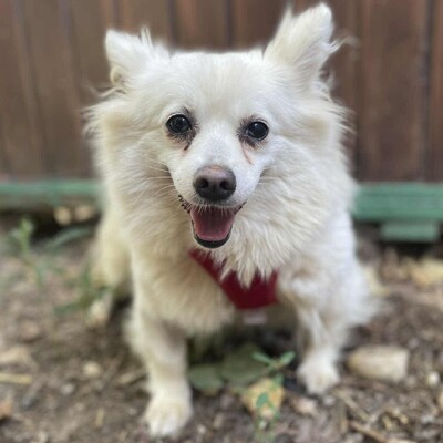🥰Suzy Pomeranian wünscht sich sehr ein schönes geduldiges Zuhause bei lieben Menschen ❤️, Pomeranian - Hündin