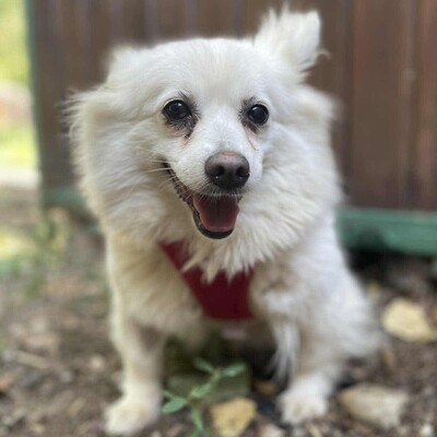 🥰Suzy Pomeranian wünscht sich sehr ein schönes geduldiges Zuhause bei lieben Menschen ❤️, Pomeranian - Hündin