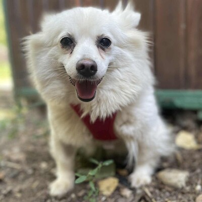 🥰Suzy Pomeranian wünscht sich sehr ein schönes geduldiges Zuhause bei lieben Menschen ❤️, Pomeranian - Hündin