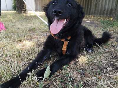 Suzy - Verspielte Hündin, ca. 1 Jahr/10kg/35cm, Mischling - Hündin