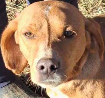 Suzy sucht liebevolle Menschen, Mischling - Hündin