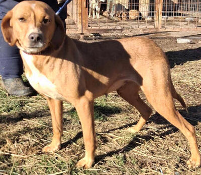 Suzy sucht liebevolle Menschen, Mischling - Hündin