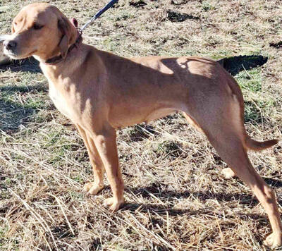 Suzy sucht liebevolle Menschen, Mischling - Hündin