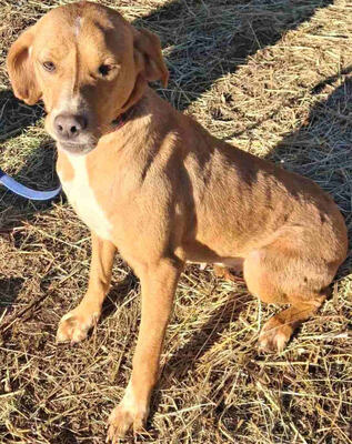 Suzy sucht liebevolle Menschen, Mischling - Hündin