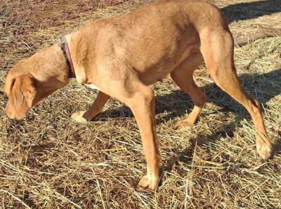 Suzy sucht liebevolle Menschen, Mischling - Hündin