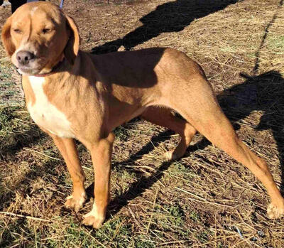 Suzy sucht liebevolle Menschen, Mischling - Hündin