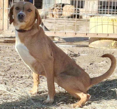 Suzy sucht liebevolle Menschen, Mischling - Hündin